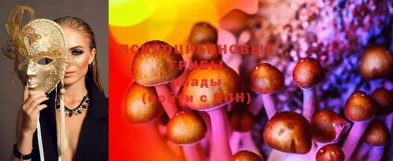 сколько стоит  Шадринск  Галлюциногенные грибы Psilocybe 